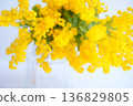 Mimosa, vase 136829805