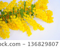 White background, cut mimosa flowers 136829807