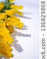 Sunlight, Mimosa 136829808