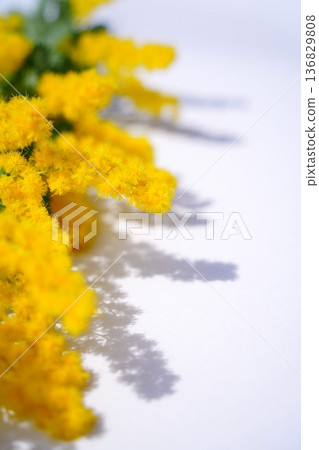 Sunlight, Mimosa Sunlight, Mimosa 136829808