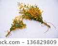 Dried mimosa flowers, indoors 136829809