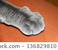 Gray cat paw closeup resting on orange surface indoor portrait. 136829810