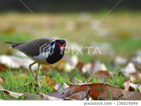 A close up of a red-wattled lapwing That is walking forage on the grass 136829849