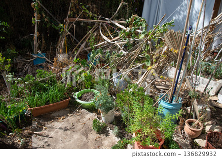 Overgrown backyard garden with potted plants, trees and dense greenery in warm natural sunlight. Rustic outdoor space with slightly abandoned atmosphere and organic textures. 136829932