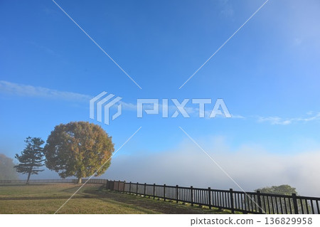 Morning mist and autumn leaves on the Yamamotoyama Plateau (Ojiya City, Niigata Prefecture) Morning mist and autumn leaves on the Yamamotoyama Plateau (Ojiya City, Niigata Prefecture) 136829958