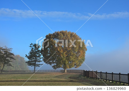 Morning mist and autumn leaves on the Yamamotoyama Plateau (Ojiya City, Niigata Prefecture) 136829960