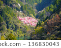 Niyodogawa-cho flower peach 136830043
