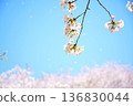 Blue sky, cherry blossoms, and falling cherry blossoms 136830044