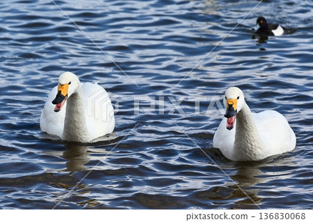 Swans on Lake Inawashiro, Fukushima 136830068