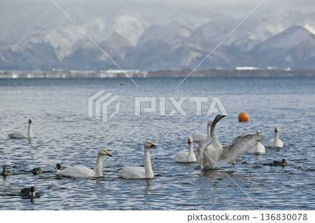 Swans on Lake Inawashiro, Fukushima Swans on Lake Inawashiro, Fukushima 136830078