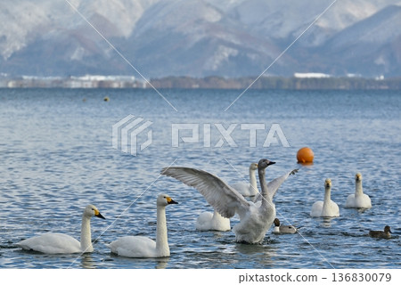 Swans on Lake Inawashiro, Fukushima Swans on Lake Inawashiro, Fukushima 136830079