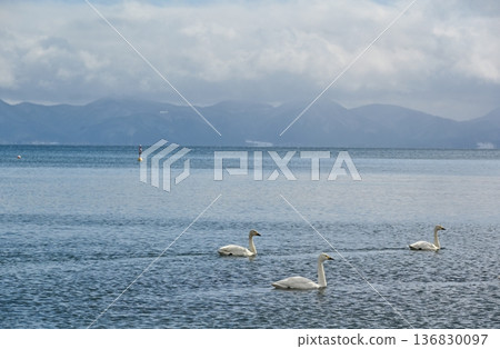 Swans on Lake Inawashiro, Fukushima Swans on Lake Inawashiro, Fukushima 136830097