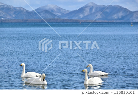 Swans on Lake Inawashiro, Fukushima 136830101