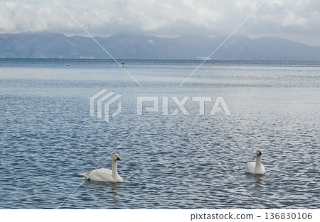 Swans on Lake Inawashiro, Fukushima Swans on Lake Inawashiro, Fukushima 136830106
