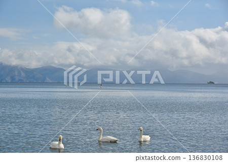 Swans on Lake Inawashiro, Fukushima 136830108