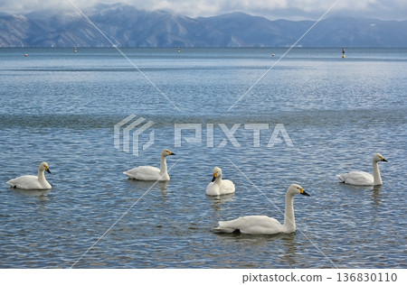 Swans on Lake Inawashiro, Fukushima Swans on Lake Inawashiro, Fukushima 136830110
