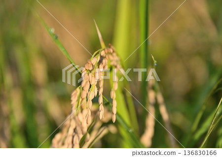 Golden Koshihikari rice (Niigata City, Niigata Prefecture) 136830166