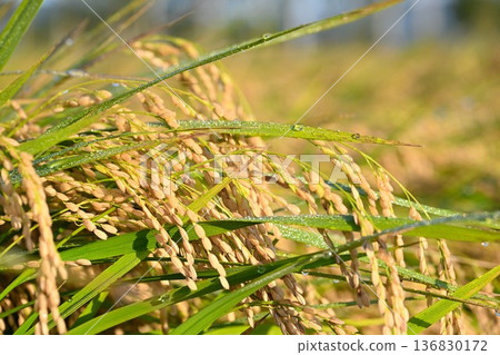 Golden Koshihikari rice (Niigata City, Niigata Prefecture) Golden Koshihikari rice (Niigata City, Niigata Prefecture) 136830172