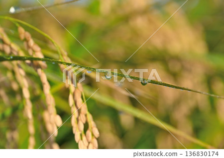 Golden Koshihikari rice (Niigata City, Niigata Prefecture) Golden Koshihikari rice (Niigata City, Niigata Prefecture) 136830174