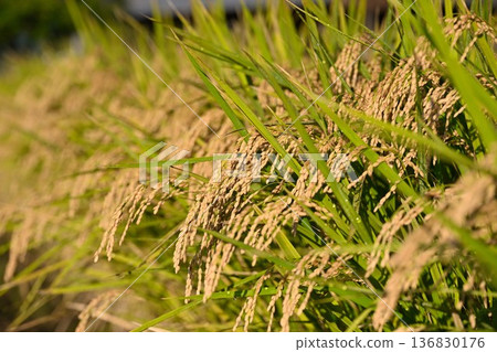 Golden Koshihikari rice (Niigata City, Niigata Prefecture) 136830176