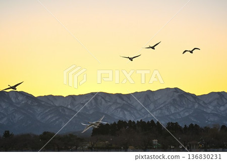 Lake Hyoko and swans in winter (Agano City, Niigata Prefecture) Lake Hyoko and swans in winter (Agano City, Niigata Prefecture) 136830231