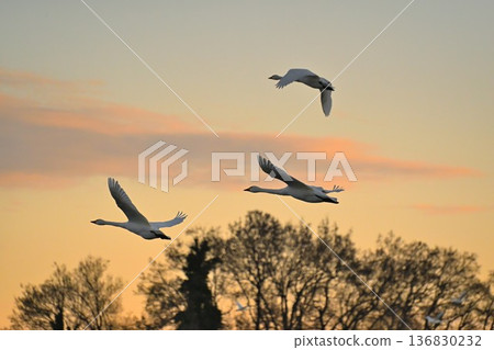 Lake Hyoko and swans in winter (Agano City, Niigata Prefecture) Lake Hyoko and swans in winter (Agano City, Niigata Prefecture) 136830232