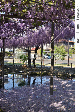 Wisterias on the Wisteria Trellis at Tsushima Tennogawa Park (Tsushima City, Aichi Prefecture) 136830244