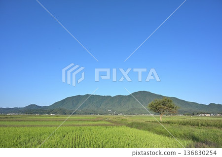 Summer blue sky, Mount Yahiko, and the Echigo Plain (Niigata Prefecture) 136830254