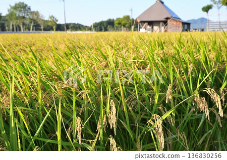 A view of Natsui's hashi trees and rice ears (Nishikan Ward, Niigata City, Niigata Prefecture) 136830256