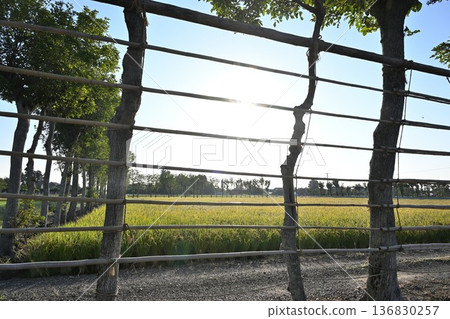 夏井的橋樹和稻穗景色(新潟縣新潟市西官區) 夏井的橋樹和稻穗景色(新潟縣新潟市西官區) 136830257