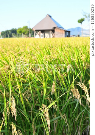 A view of Natsui's hashi trees and rice ears (Nishikan Ward, Niigata City, Niigata Prefecture) A view of Natsui's hashi trees and rice ears (Nishikan Ward, Niigata City, Niigata Prefecture) 136830259