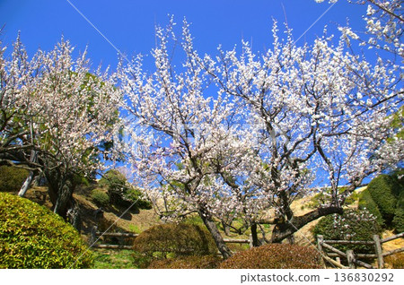 米托梅園 136830292