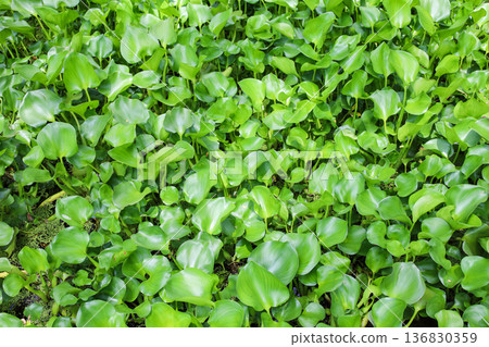 Densely growing aquatic plants, water hyacinth 136830359