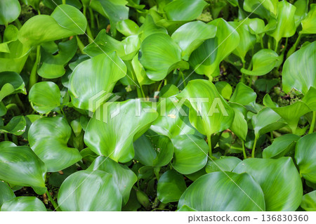 生長茂密的水生植物，鳳眼蓮 136830360