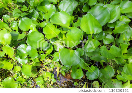 生長茂密的水生植物,鳳眼蓮 生長茂密的水生植物,鳳眼蓮 136830361
