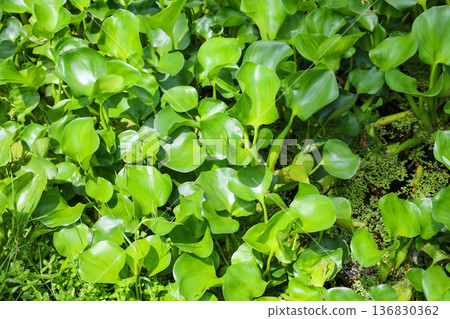 生長茂密的水生植物，鳳眼蓮 136830362
