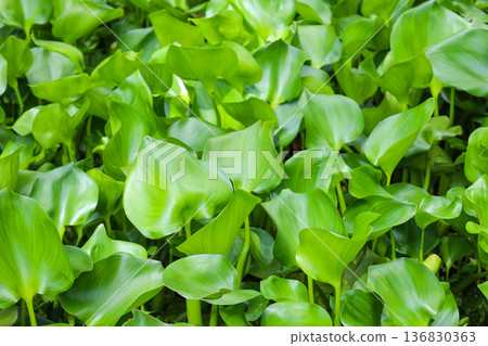 生長茂密的水生植物,鳳眼蓮 生長茂密的水生植物,鳳眼蓮 136830363