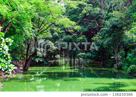 A river flowing through a lush forest A river flowing through a lush forest 136830366