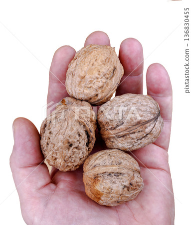 Man hand cupped holding walnuts 136830455