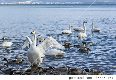 Swans on Lake Inawashiro, Fukushima Swans on Lake Inawashiro, Fukushima 136830465