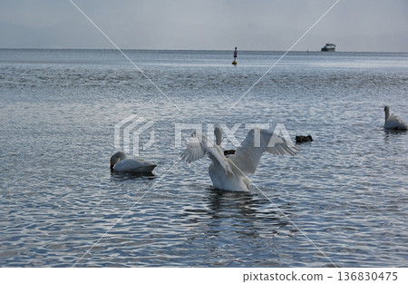 福島豬苗代湖上的天鵝 福島豬苗代湖上的天鵝 136830475