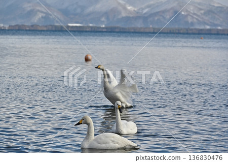 Swans on Lake Inawashiro, Fukushima Swans on Lake Inawashiro, Fukushima 136830476