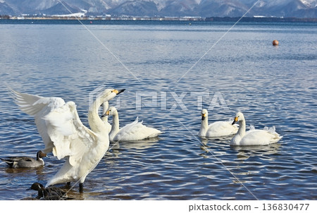 Swans on Lake Inawashiro, Fukushima Swans on Lake Inawashiro, Fukushima 136830477