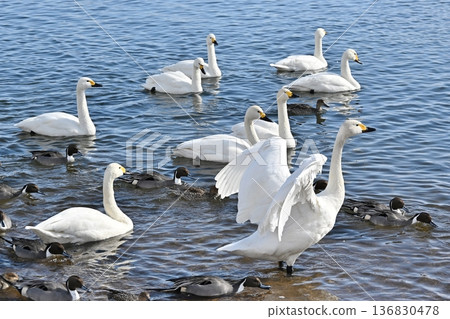Swans on Lake Inawashiro, Fukushima Swans on Lake Inawashiro, Fukushima 136830478