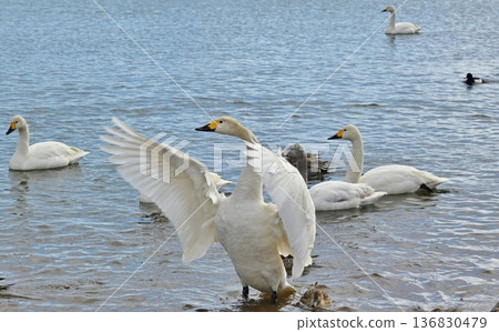 福島豬苗代湖上的天鵝 136830479