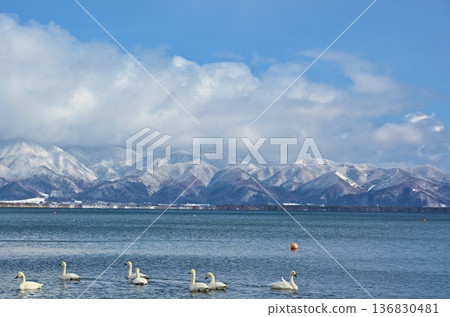 Swans on Lake Inawashiro, Fukushima Swans on Lake Inawashiro, Fukushima 136830481
