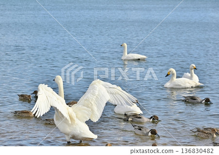 Swans on Lake Inawashiro, Fukushima Swans on Lake Inawashiro, Fukushima 136830482