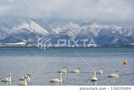 福島豬苗代湖上的天鵝 福島豬苗代湖上的天鵝 136830484