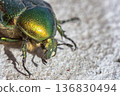 Green beetle  136830494