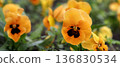 Blooming yellow  violets 136830534